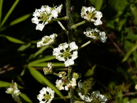 {Melanthium hybridum}